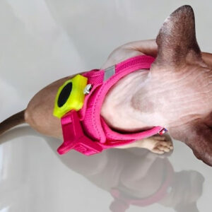 Reflexní flexibilní držák Zar Design na Moto Tag nebo i Tag připevněný na růžovém postroji kočky sphynx pro vyšší bezpečí.